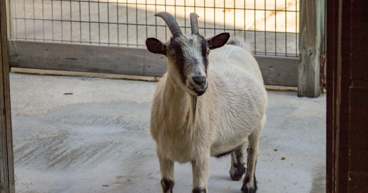 Domestic Goat  BREC's Baton Rouge Zoo
