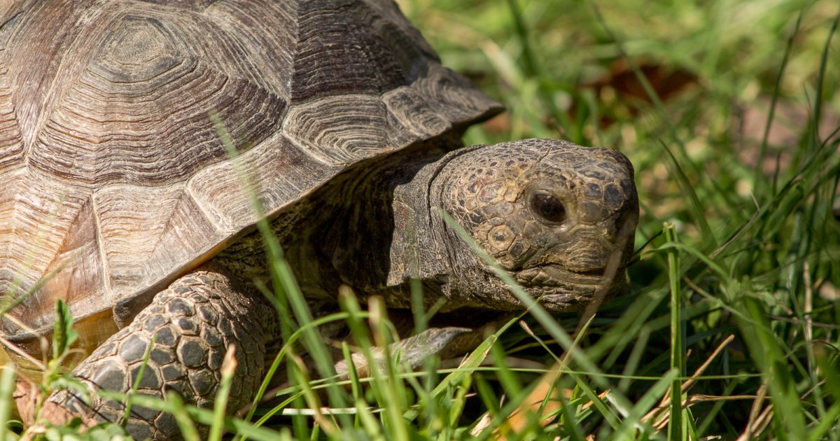 Gopher Tortoise | BREC's Baton Rouge Zoo