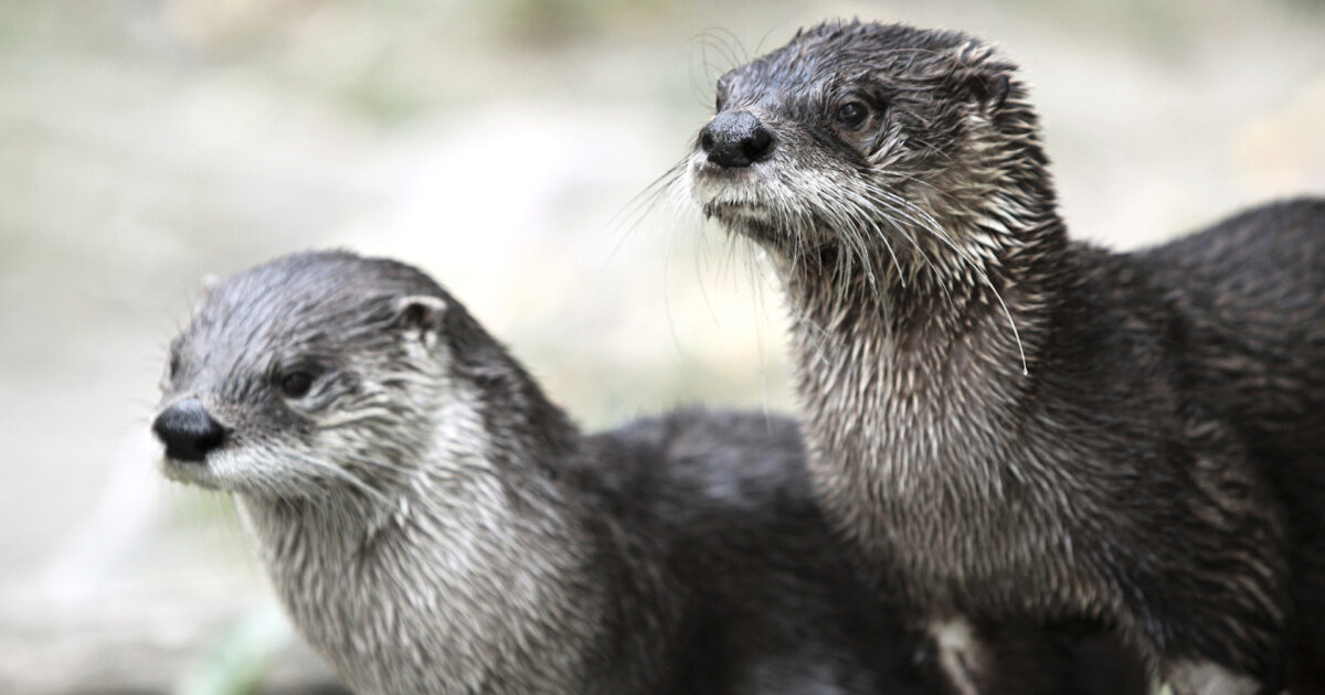 River Otter | BREC's Baton Rouge Zoo