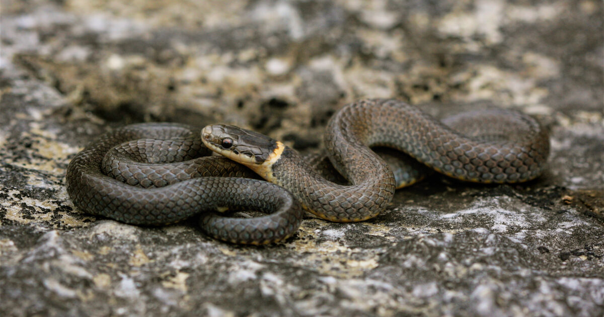 Ring-necked Snake | BREC's Baton Rouge Zoo